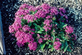 Pentas Seeds 100 Count New Look Violet Pentas lanceolata - Flowering Plant Seeds for Garden or Landscape