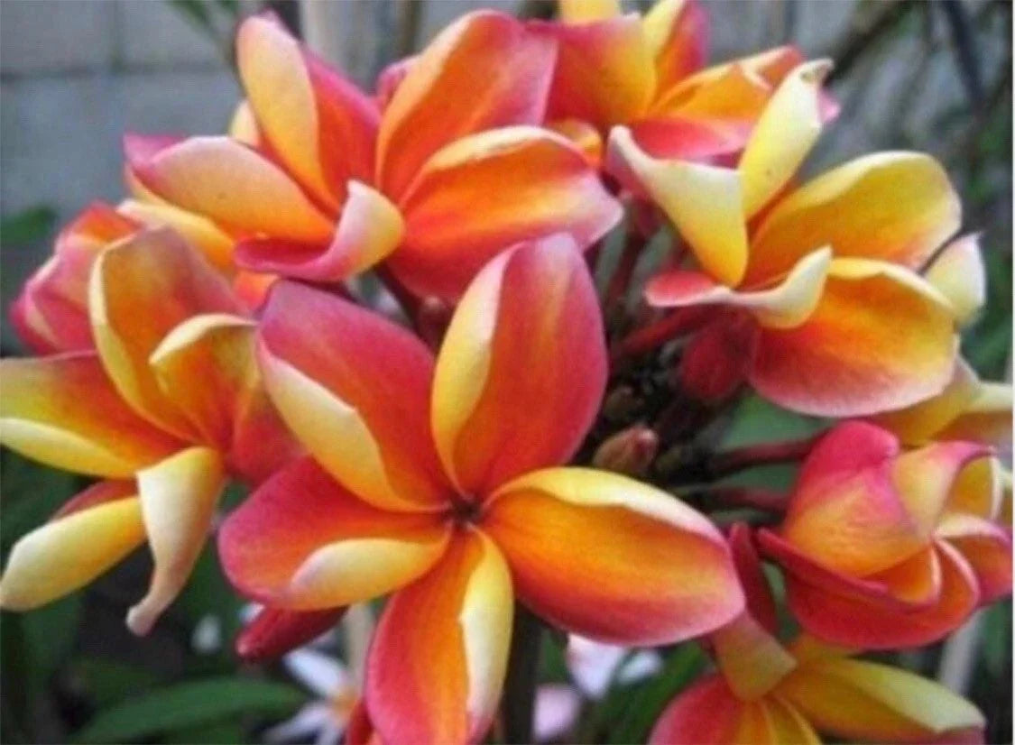 Unrooted Plumeria Plant Cutting - Makaha Sunn - 10" - Frangipani (Plumeria)