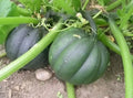 25+ Organic Heirloom Table Queen Acorn Winter Squash Seeds - Non-GMO, Fresh, Heirloom Variety - Cucurbita pepo