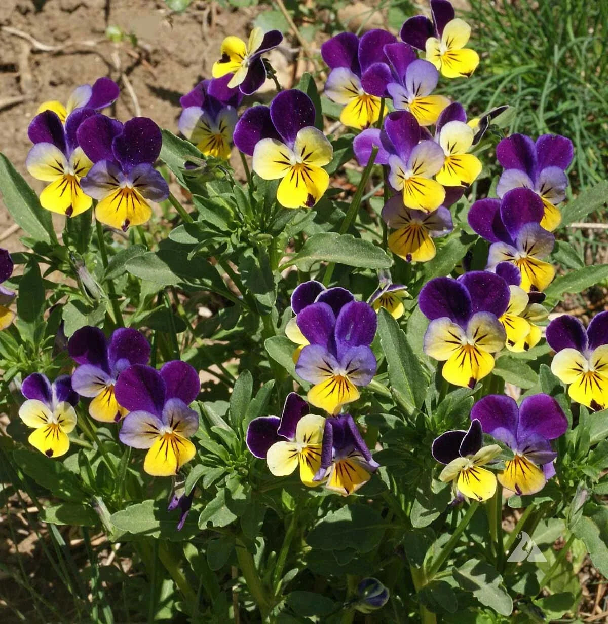 Johnny Jump-Up Seeds - Helen Mount Viola - Fragrant Non-GMO - 1000 Count