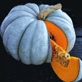 Jarrahdale Blue Pumpkin Seeds - 30+ Count - Winter Squash - Cucurbita maxima