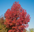 Sweet Gum Tree Seedlings - 1 to 3 Feet Tall - Liquidambar styraciflua - Ideal for Landscaping and Reforestation