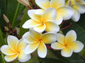 Rooted Plumeria Plant - Celadine Variety - Tropical Flowering Plant - Frangipani