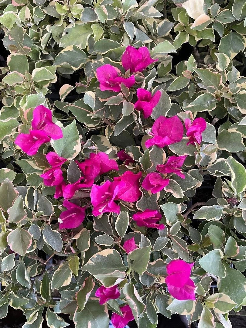 Claret Red Bougainvillea Starter Plant - Small Well Rooted - Very Rare (HTF) - Bougainvillea glabra