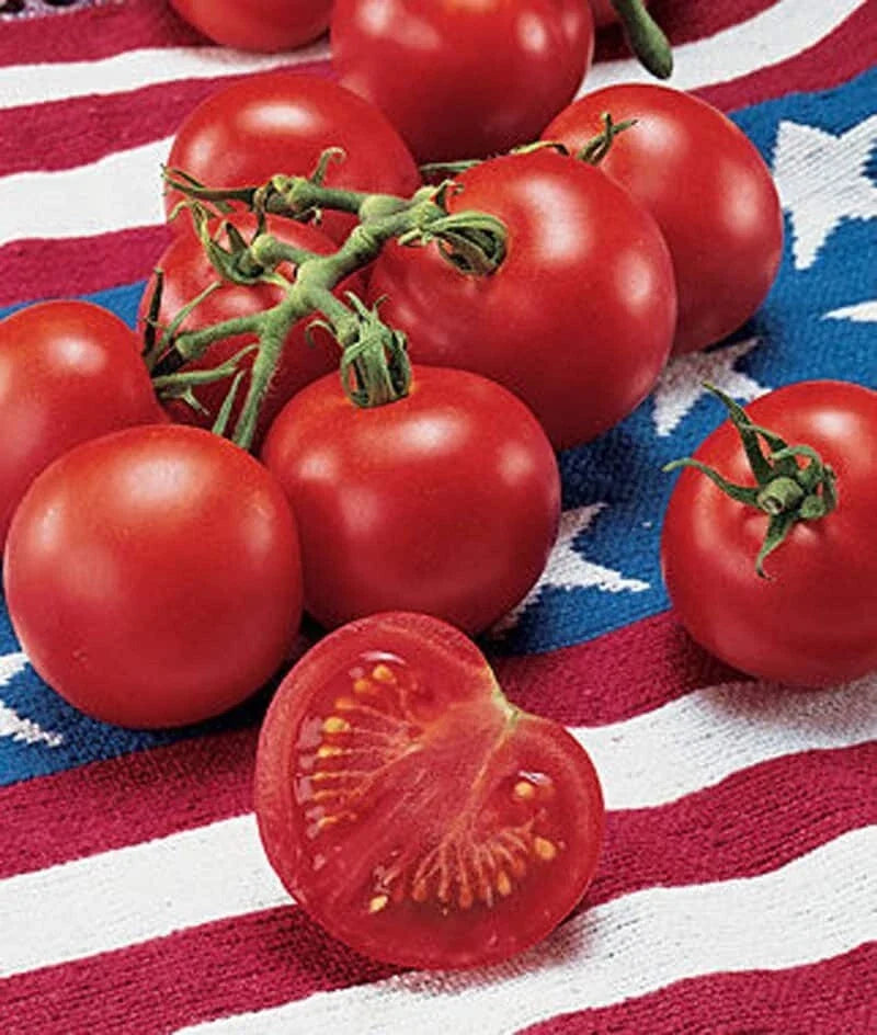 42 Day Tomato Seeds - Fastest Ripening Tomato - 30+ Seeds - Solanum lycopersicum