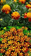 French Marigold Seeds Mix - Court Jester & Double Dwarf - Non-GMO - 200 Seeds - Tagetes patula