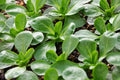 Corn Salad Seeds 300+ Pack - Mache, Lamb's Lettuce - Heirloom Variety - Ships from Iowa, USA
