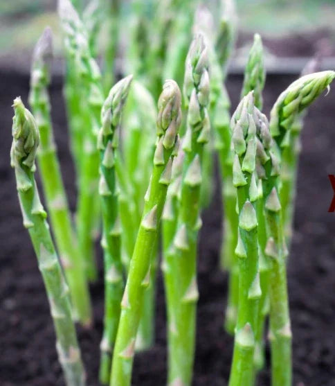 Asparagus Seeds 50 Count Mary Washington Perennial Heavy Yields (Asparagus officinalis) Popular in USA