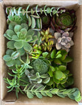 Fresh Healthy Succulent Cuttings Set of 15 Varieties - Organically Grown Plant Cuttings for Indoor Gardening - Free Shipping