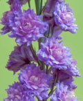 Highlander Blueberry Pie Delphinium Seeds 200 Count - Garden Flower Seeds for USA - Delphinium elatum