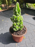 XL Fairy Castle Cactus 4" Pot, Tetragonus, Soft Spines, Indoor Plant, Unique Succulent, Home Decor, Easy Care