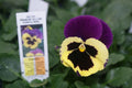 Pansy Seeds - 50 Delta Premium Yellow with Purple Wing - Viola × wittrockiana