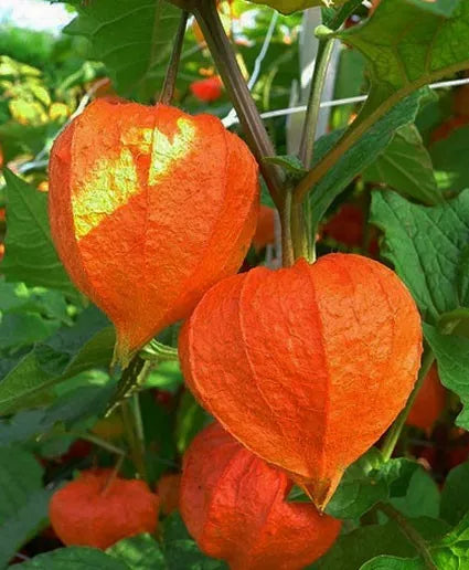 Chinese Lantern Plant 25 Seeds - Dried Orange-Red Lanterns - Physalis - EZ Grower Decorative Arrangements