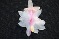 Christmas Cactus Starter Plant - Small Healthy Schlumbergera Truncata - Perfect for Home Decor and Gifts