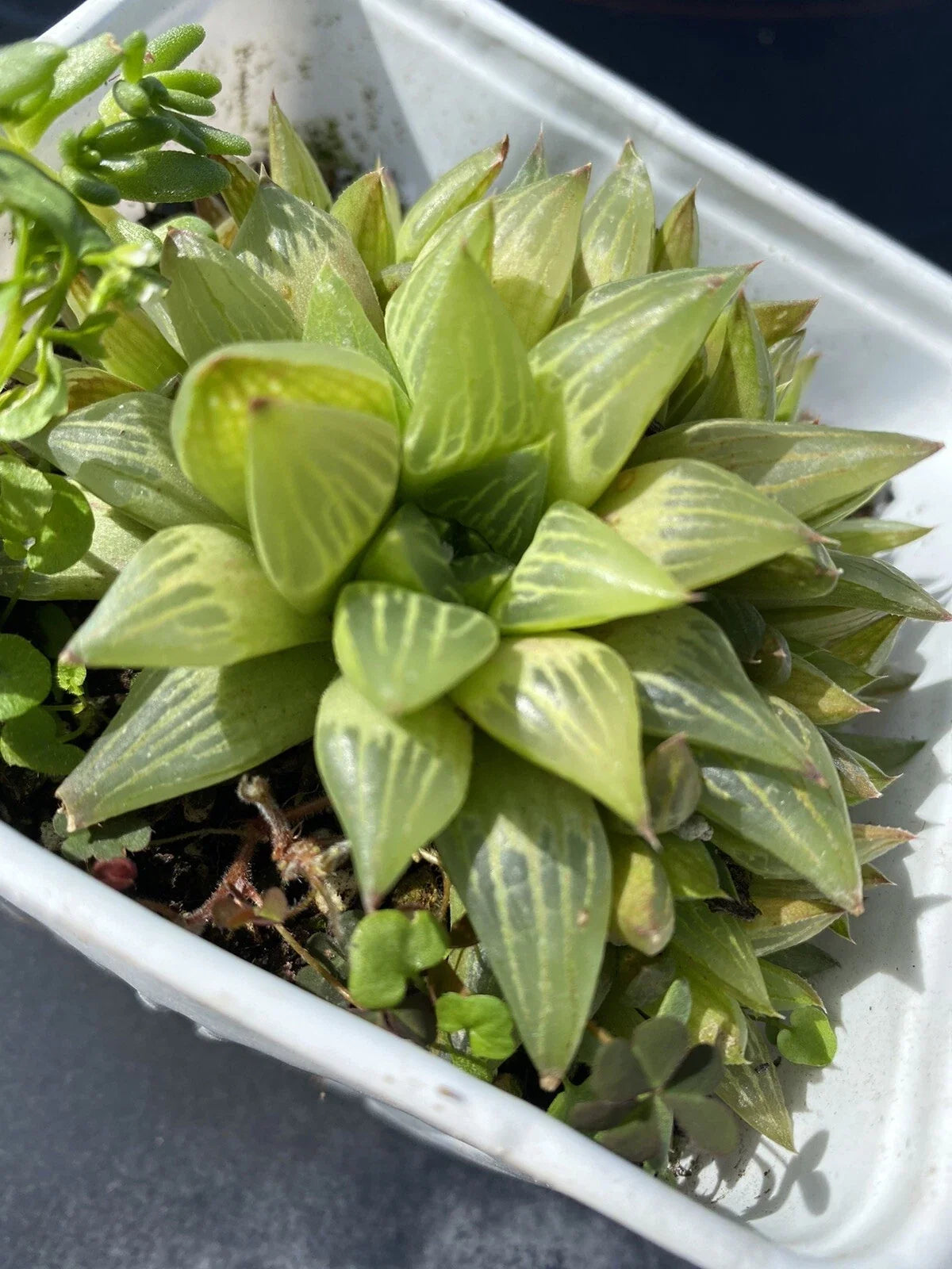 Haworthia Plant 4 Inch Pot Cathedral Window Haworthia Green Succulent Haworthia cymbiformis