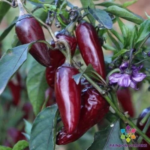 Purple Jalapeno Pepper Seeds - 25+ Spicy Hot Seeds for Gardening - Capsicum annuum - USA - Free Shipping