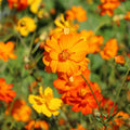 Diablo Cosmos Seeds - 200+ Pack - Vibrant Flowers for Garden Planting - Cosmos bipinnatus