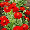 Red Zinnia Flower Seeds - 301+ Premium Cherry Cut Flowers - Easy Fast Growing Annuals - Zinnia elegans