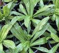 Culantro Seeds - 1000+ Seeds, Recao, Long Coriander, Thai Parsley, Ngo Gai - Eryngium foetidum