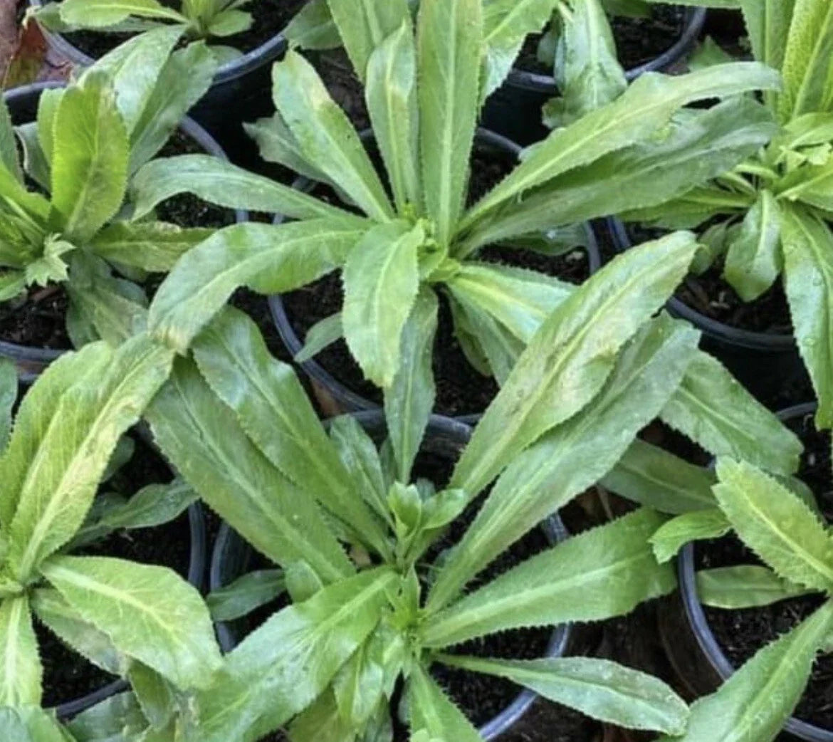 Culantro Seeds - 1000+ Seeds, Recao, Long Coriander, Thai Parsley, Ngo Gai - Eryngium foetidum