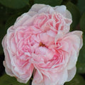Climbing Rose Cuttings - 3 Fresh 6” Unrooted Cuttings - Auswith Variety - Rosa Climbing