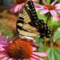 Hummingbird & Butterfly Wildflower Seed Mix - 200 Organic Seeds - Nectar Variety for Pollinators - Non-GMO