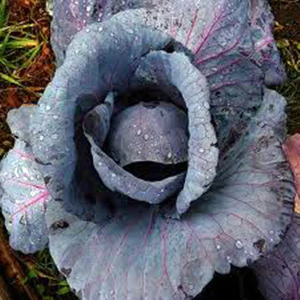 Red Acre Cabbage Seeds - Heirloom Variety, 25+ Seeds, Colorful Tasty Healthy Veggie, Brassica oleracea
