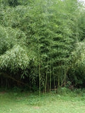 Mosso Bamboo Roots - 2 Free Pieces - Plantable All Year - Spring SA - Perfect for Gardens and Landscaping