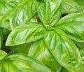 Basil Seeds - Italian Large Leaf - 50 Heirloom Non-GMO Seeds - Ocimum basilicum