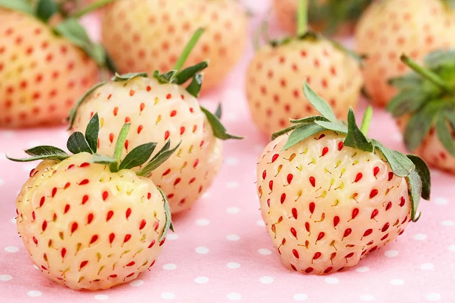 White Strawberry Seeds - 500 Count - Pineberry Variety - Made in USA - Ships from Iowa