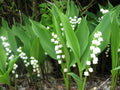 Lily of the Valley Live Plants Set of 6+3 Bare Root Pips Convallaria majalis Fragrant White Flowers