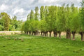 Forage Willow Plants - Fast Growing Shade Provider for Horses and Goats - Salix spp.