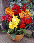 Canna Lily Bulbs - Mixed Colors - Tropical Flowering Plants - Canna indica
