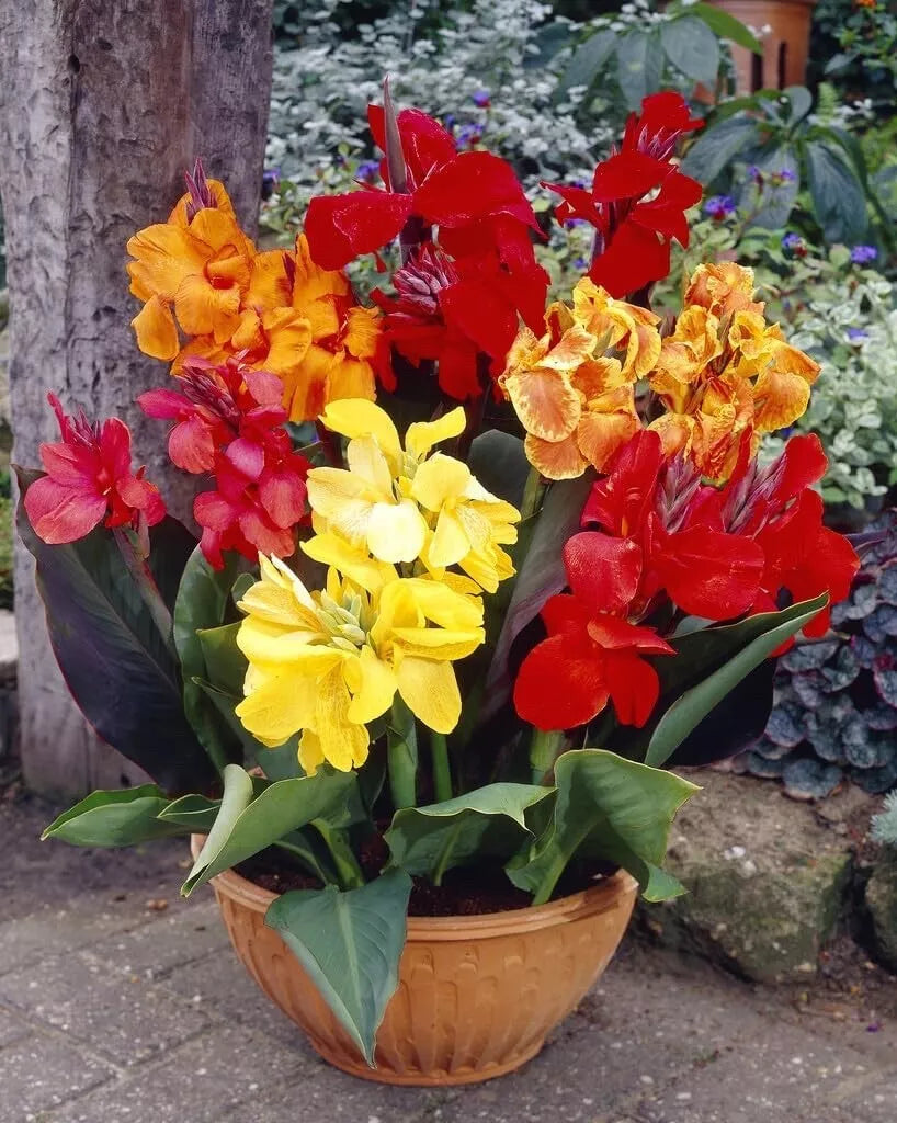 Canna Lily Bulbs - Mixed Colors - Tropical Flowering Plants - Canna indica