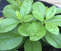 Jewels of Opar Live Plants - Talinum Ginseng Sam Dat - 4 Bare Root Asian Herbs for Garden or Home