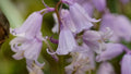 Spanish Pinkbell Bulbs - 10 Count - Pink Flowers - Alstroemeria pulchella