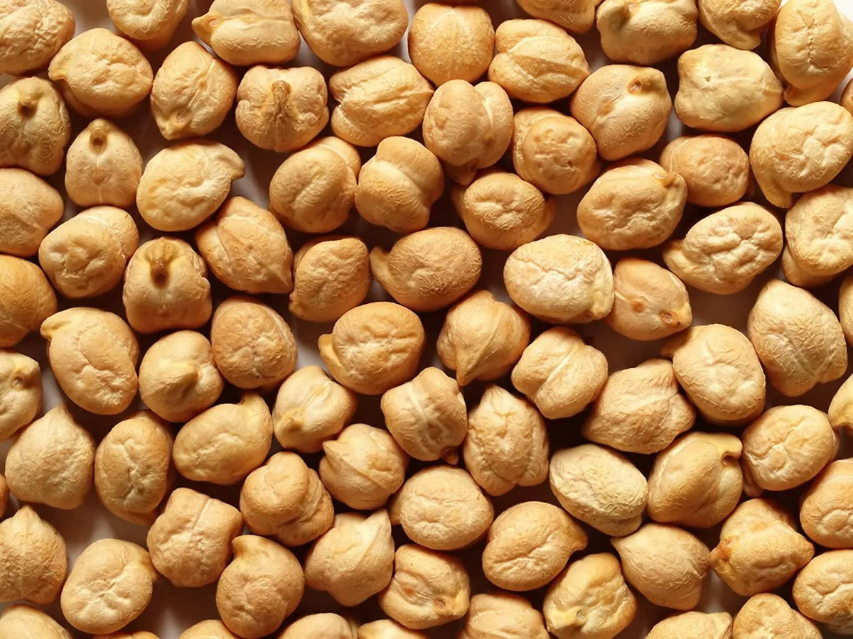 Garbanzo Bean Seeds - 200 Count for Growing Chickpeas - Cicer arietinum - Organic Heirloom Variety