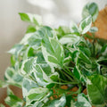 Pothos Cuttings 4"-5" Pearls and Jade Devil’s Ivy Indoor House Plant (Epipremnum aureum)