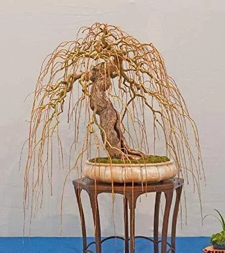 Golden Curls Willow Tree Cutting - Live Plant - Rare Bonsai Variety - Salix matsudana 'Golden Curls'