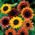 Autumn Beauty Sunflower Seeds - 10 Count, Helianthus annuus 'Autumn Beauty', Warm Colors, Late Season Blooms, Butterfly Attractor