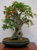 Pomegranate Bonsai Seeds - 20 Seeds - Edible Fruit - Punica granatum - Grow Your Own Bonsai Tree