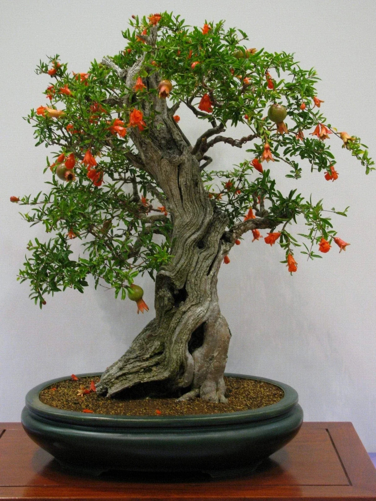 Pomegranate Bonsai Seeds - 20 Seeds - Edible Fruit - Punica granatum - Grow Your Own Bonsai Tree