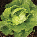 Tom Thumb Lettuce Seeds 600+ Non-GMO Vegetable Seeds Lactuca Sativa USA, Free Shipping