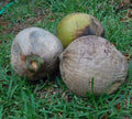 Coconut Palm Tree Seeds - 2 Fresh Live Coconuts for Sprouting (Cocos nucifera)
