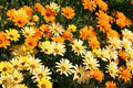 African Daisy 100 Seeds, Glandular Cape Marigold, Attracts Bees & Butterflies, Dimorphotheca ecklonis