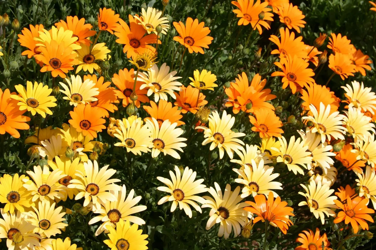 African Daisy 100 Seeds, Glandular Cape Marigold, Attracts Bees & Butterflies, Dimorphotheca ecklonis