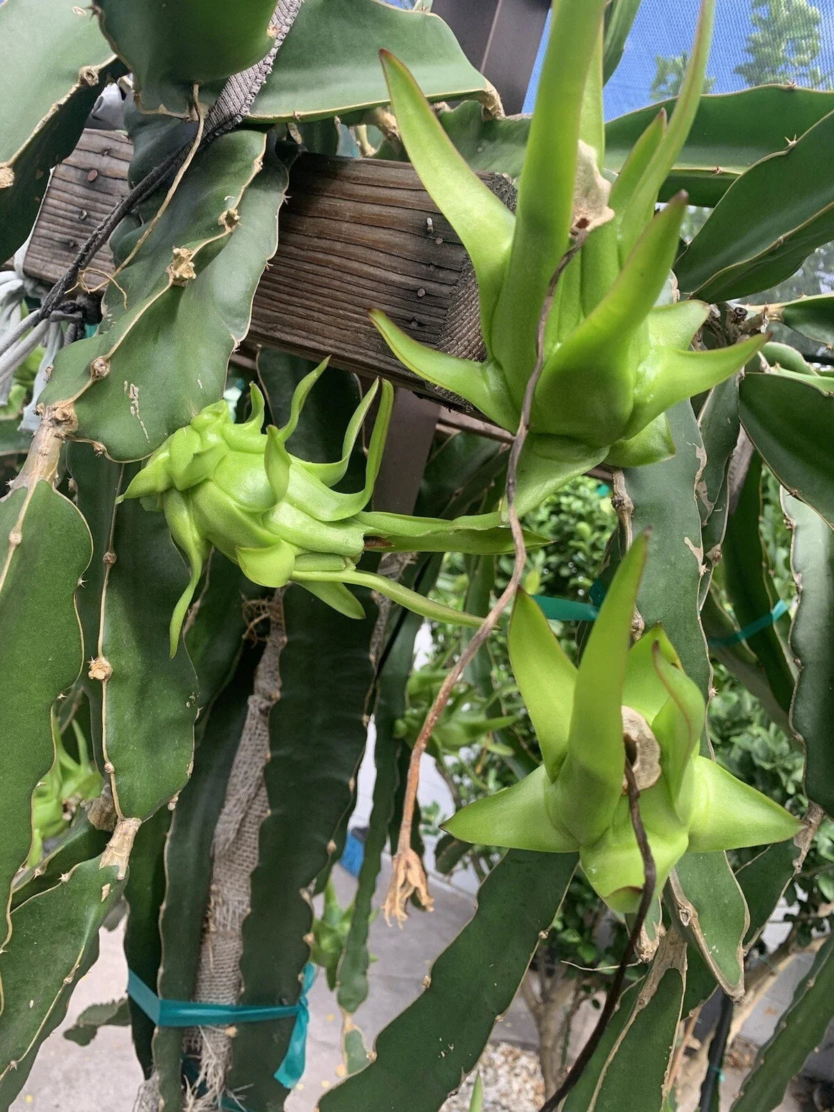 Dragon Fruit Cutting - 10 Rare Live Pitaya Cuttings, 3-5 Inches for Grafting - Hylocereus spp.