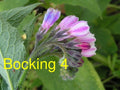 Russian Comfrey Live Root Cuttings - Bocking 4 Cultivar - Symphytum x uplandicum