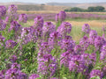 Rocky Mountain Bee Plant Seeds - 100+ Native Wildflower Seeds for Pollinators - Cleome serrulata