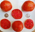 Abe Lincoln Tomato Seeds - 25 Count - Incredibly Sweet - Solanum lycopersicum